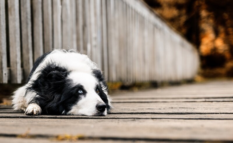 Border Collie Dog — Black, Calm, Autumn