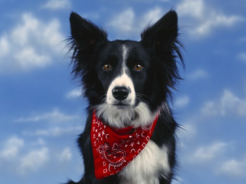Border Collie Dog — Black, Calm, Photograph, Bandana, Blue Sky
