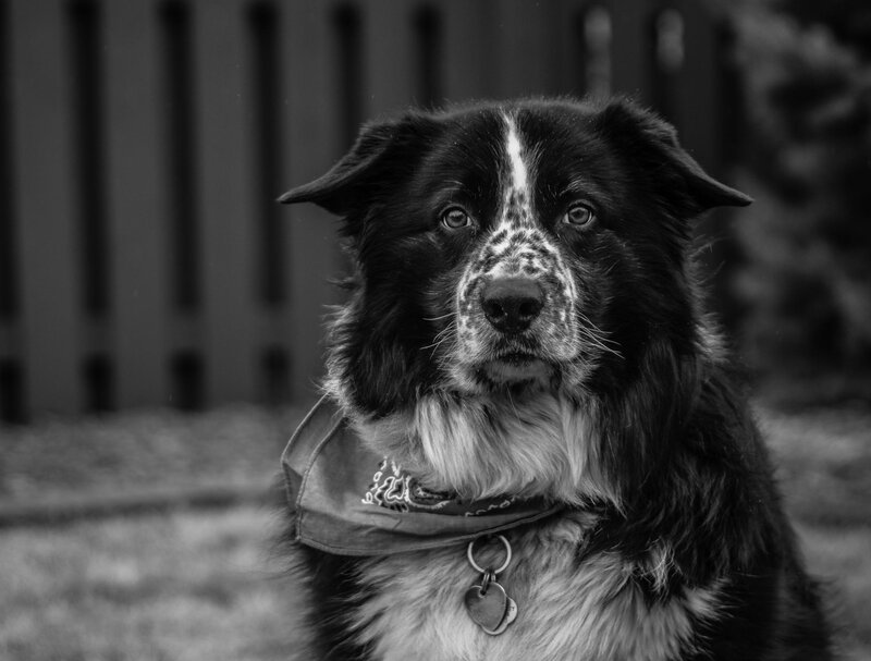 Border Collie Dog — Black, Calm, Photograph, Bandana, Collar