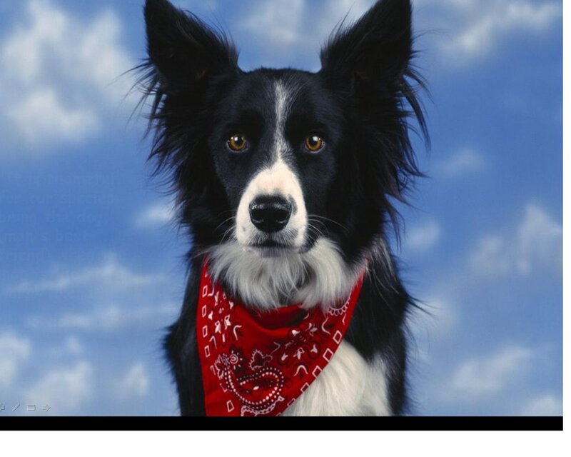 Border Collie Dog — Black, Calm, Photograph, Bandana