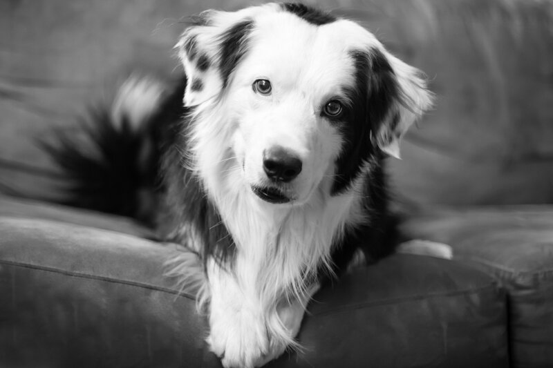 Border Collie Dog — Black, Calm, Photograph, Couch