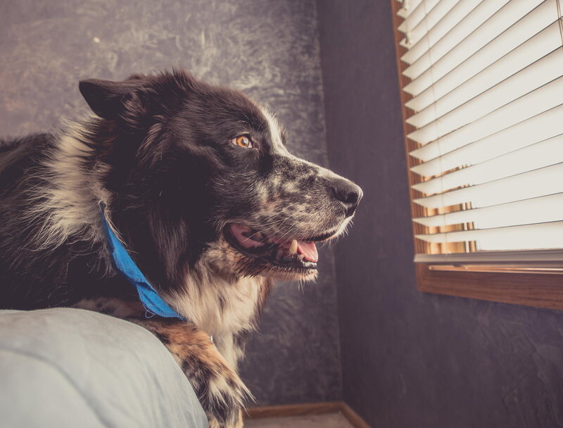 Border Collie Dog — Black, Calm, Photograph, Window