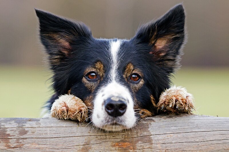 Border Collie Dog — Black, Calm, Photograph, Wooden Log