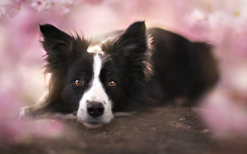 Border Collie Dog — Black, Calm, Spring