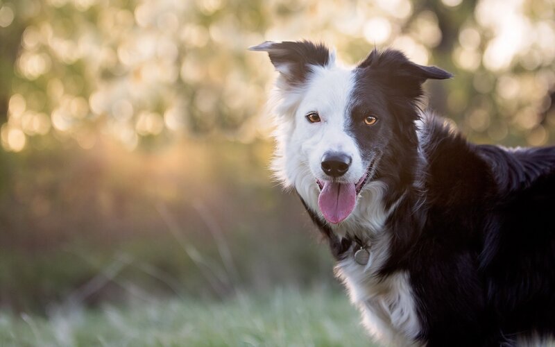 Border Collie Dog — Black, Calm, Sunset