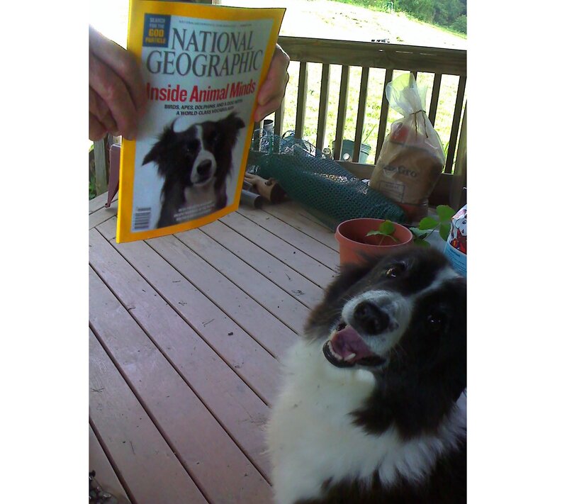 Border Collie Dog — Black, Calm
