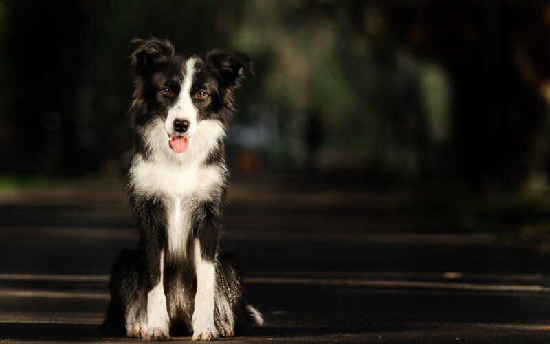 Border Collie Dog — Black, Dramatic, Afternoon