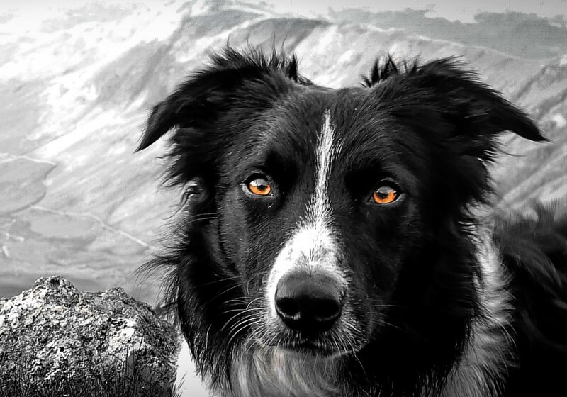 Border Collie Dog — Black, Dramatic, Photograph