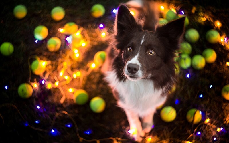 Border Collie Dog — Black, Festive
