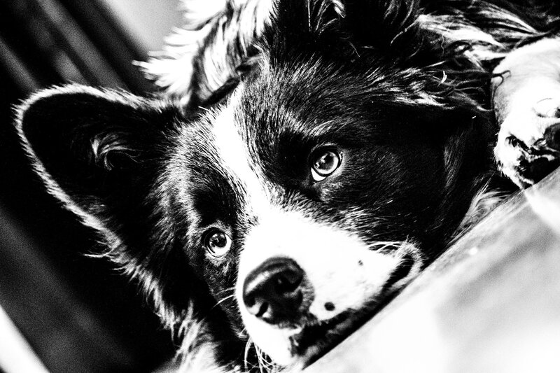 Border Collie Dog — Black, Intense