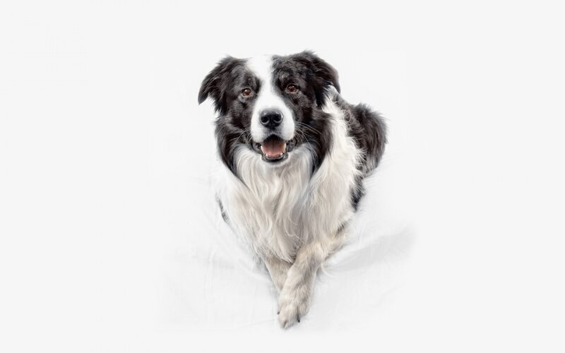 Border Collie Dog — Black, Neutral, Photograph