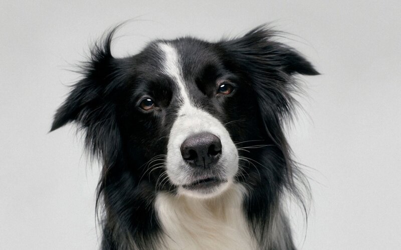 Border Collie Dog — Black, Neutral, Photograph, White Background