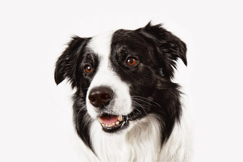 Border Collie Dog — Black, Neutral