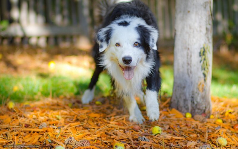 Border Collie Dog — Black, Playful