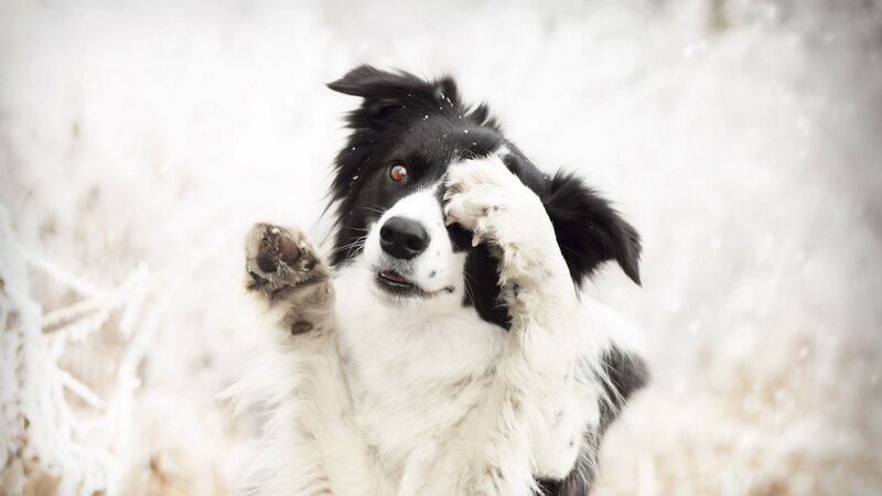 Border Collie Dog — Black, Playful, Winter