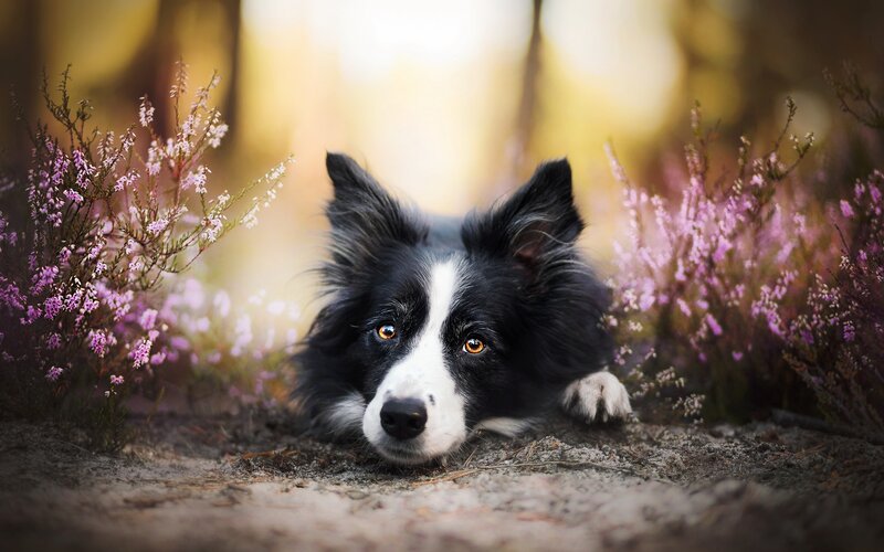 Border Collie Dog — Black, Serene, Autumn