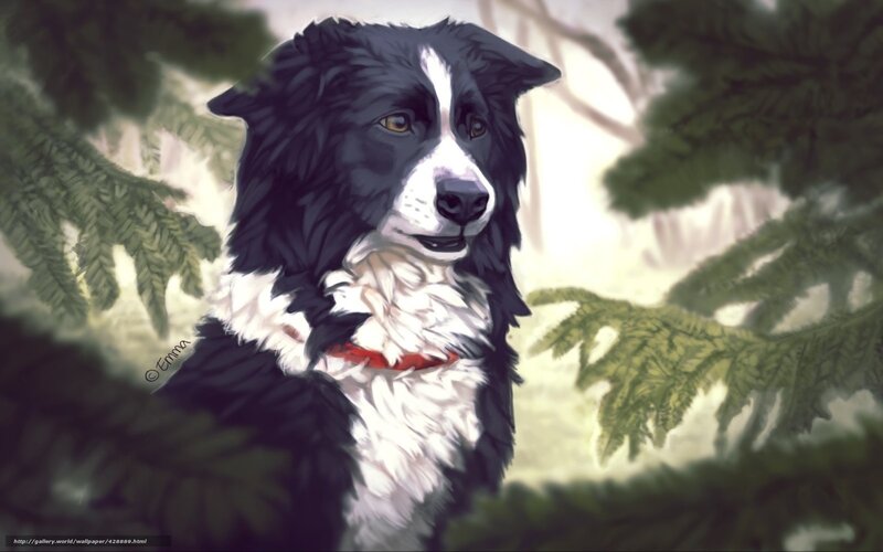 Border Collie Dog — Black, Serene, Digital Art