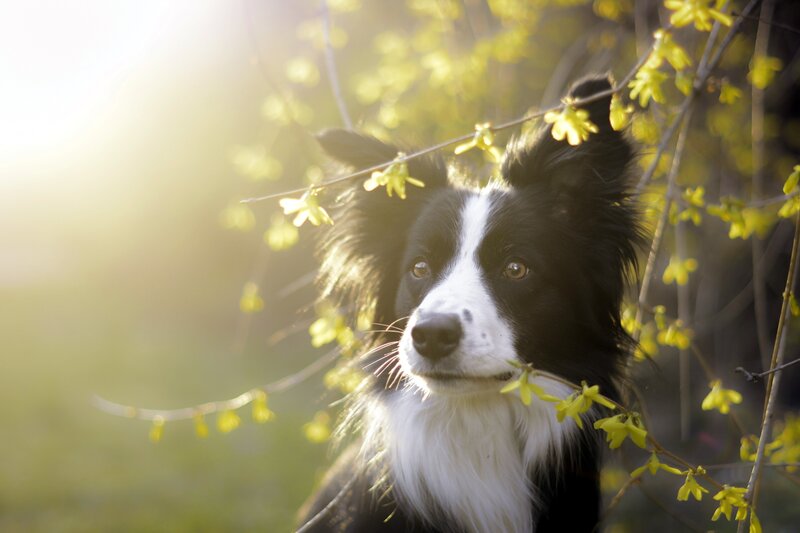 Border Collie Dog — Black, Serene, Spring, Photograph