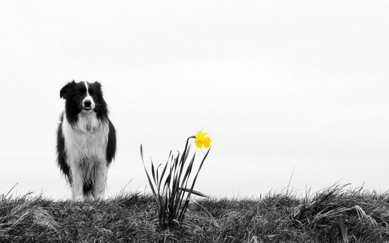 Border Collie Dog — Black, Serene, Spring