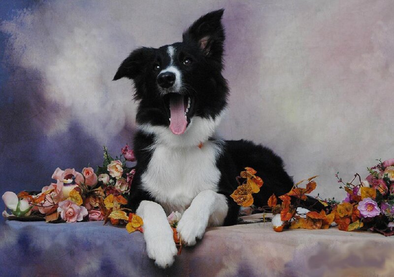 Border Collie Dog — Black