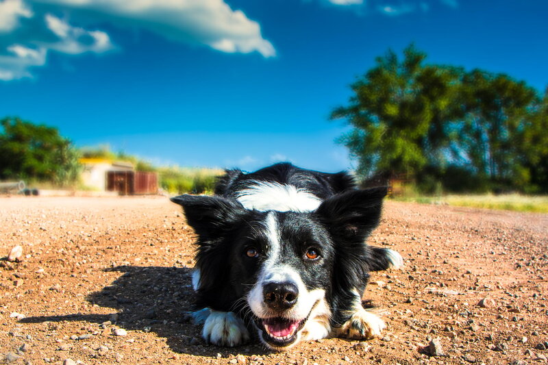 Border Collie Dog — Blue, Bright