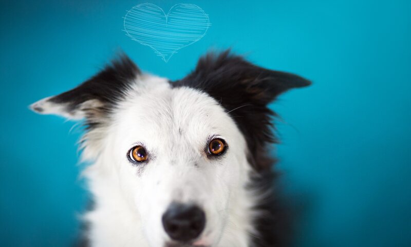 Border Collie Dog — Blue, Calm, Photograph