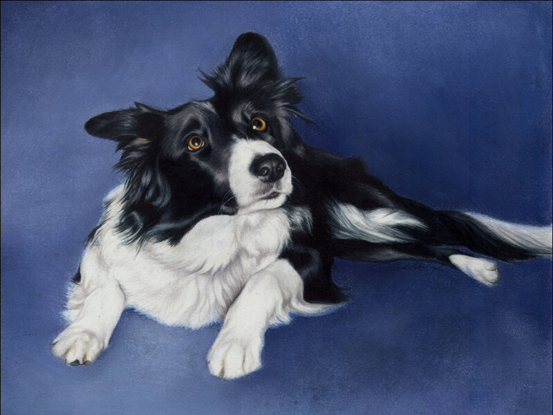 Border Collie Dog — Blue, Calm