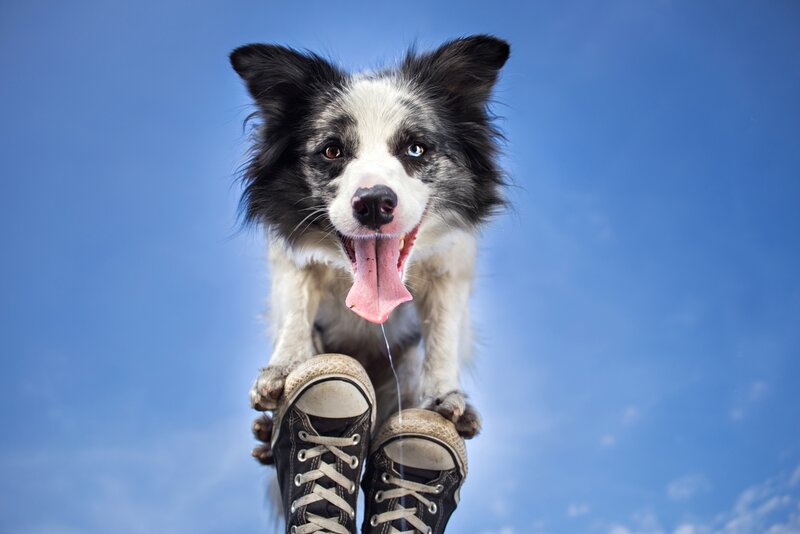 Border Collie Dog — Blue, Playful