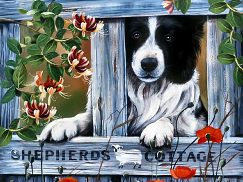 Border Collie Dog — Blue