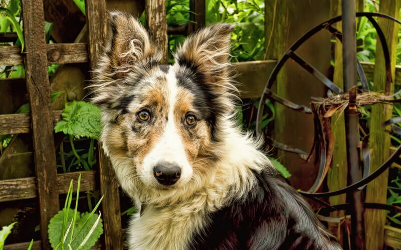 Border Collie Dog — Brown, Calm, Afternoon, Photograph
