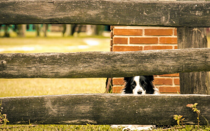 Border Collie Dog — Brown, Calm, Afternoon