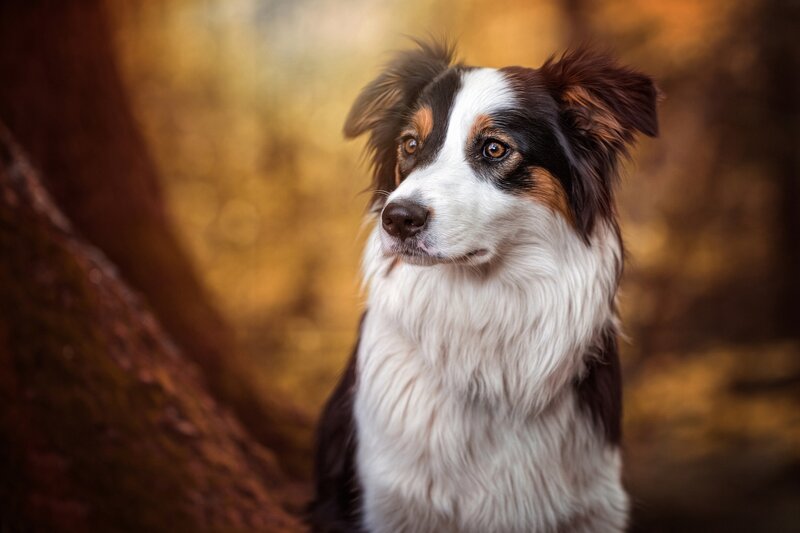 Border Collie Dog — Brown, Calm, Autumn