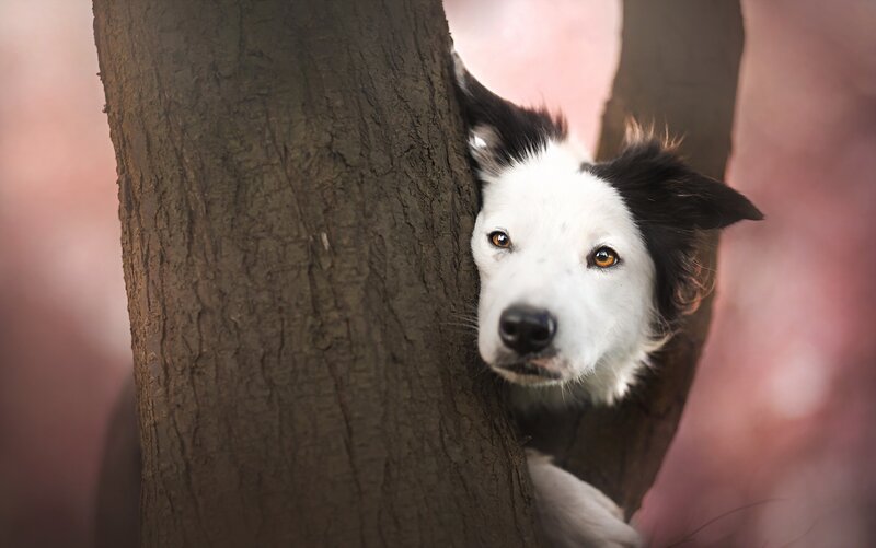 Border Collie Dog — Brown, Calm, Photograph