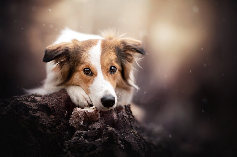 Border Collie Dog — Brown, Calm, Winter
