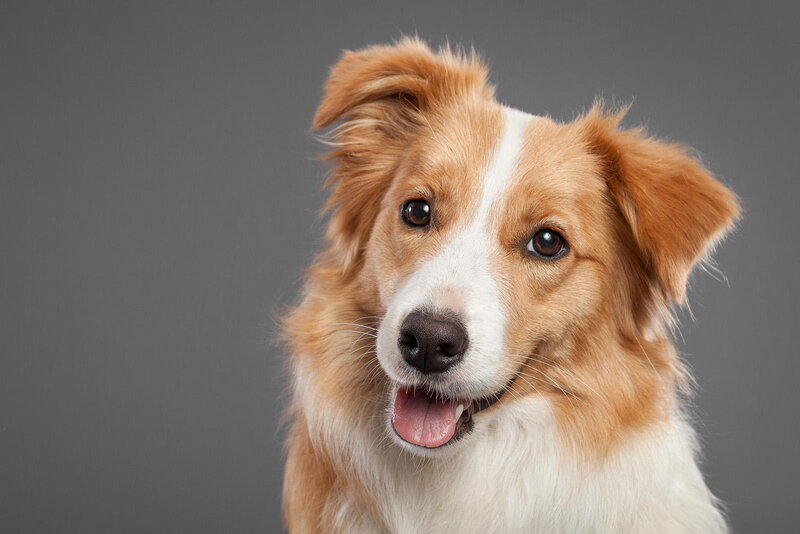 Border Collie Dog — Brown