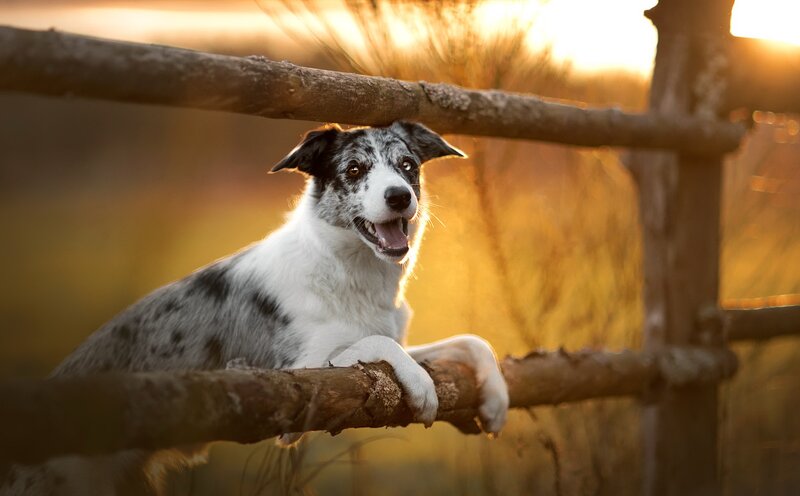 Border Collie Dog — Golden
