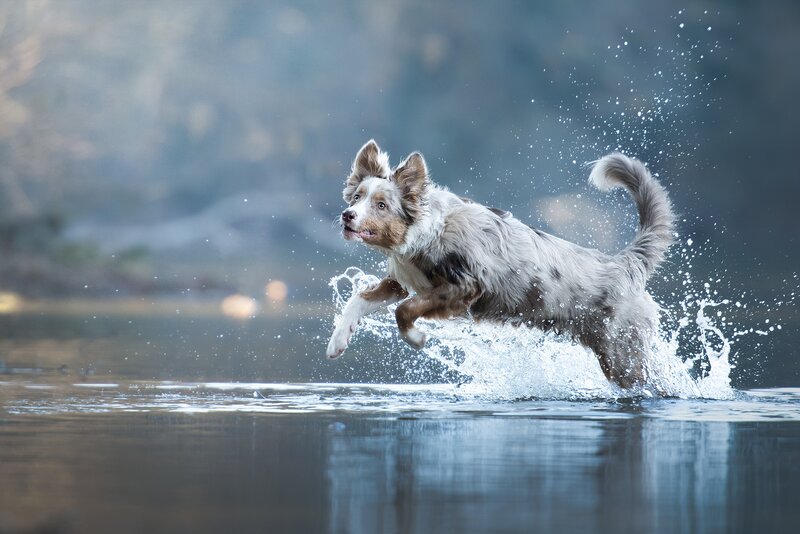 Border Collie Dog — Gray, Dynamic