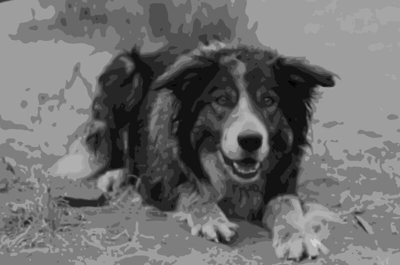 Border Collie Dog — Gray, Neutral