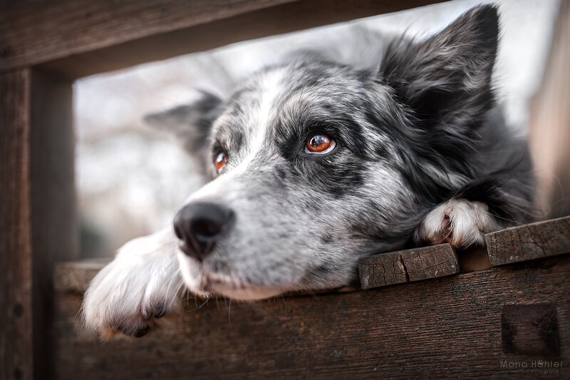 Border Collie Dog — Gray