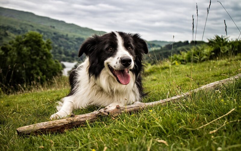Border Collie Dog — Green, Calm, Afternoon, Photograph, Grass
