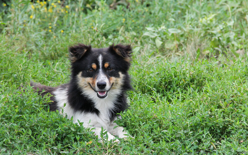 Border Collie Dog — Green, Calm, Afternoon