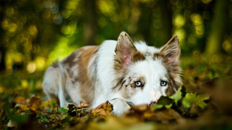 Border Collie Dog — Green, Calm, Autumn