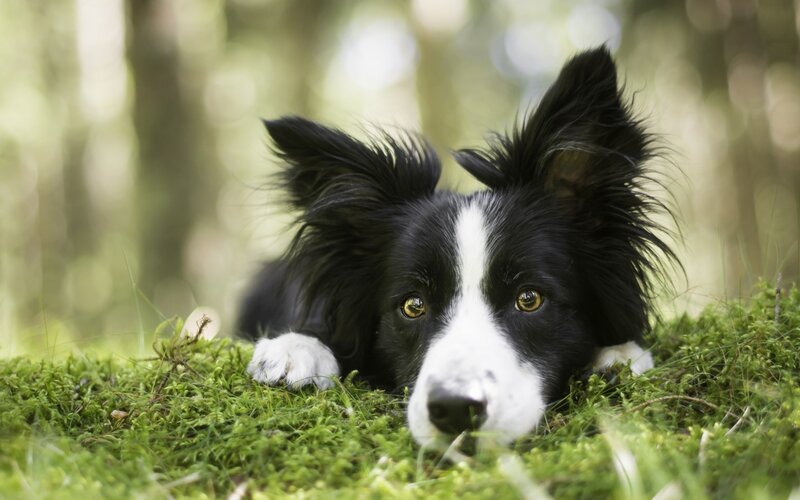 Border Collie Dog — Green, Calm, Morning