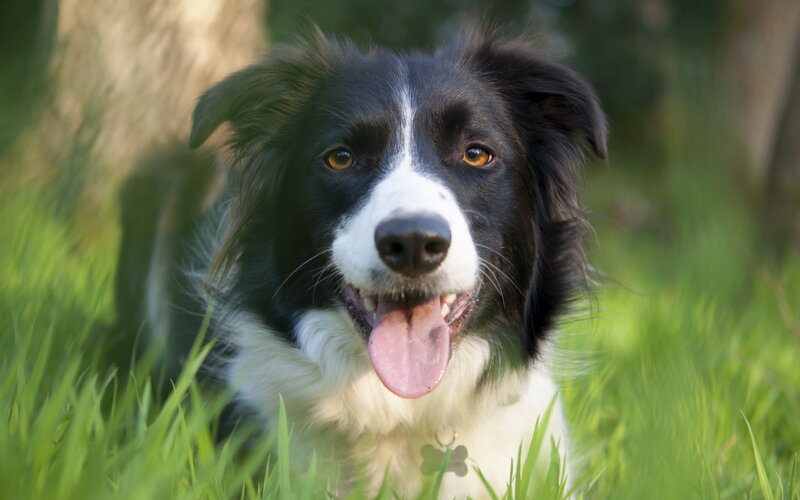 Border Collie Dog — Green, Calm