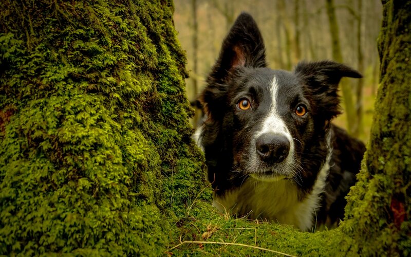 Border Collie Dog — Green, Natural