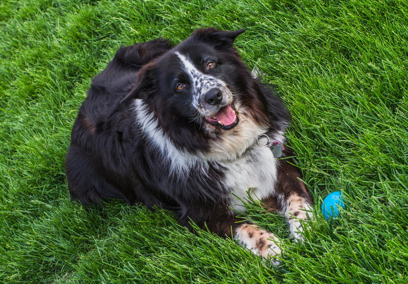 Border Collie Dog — Green, Playful