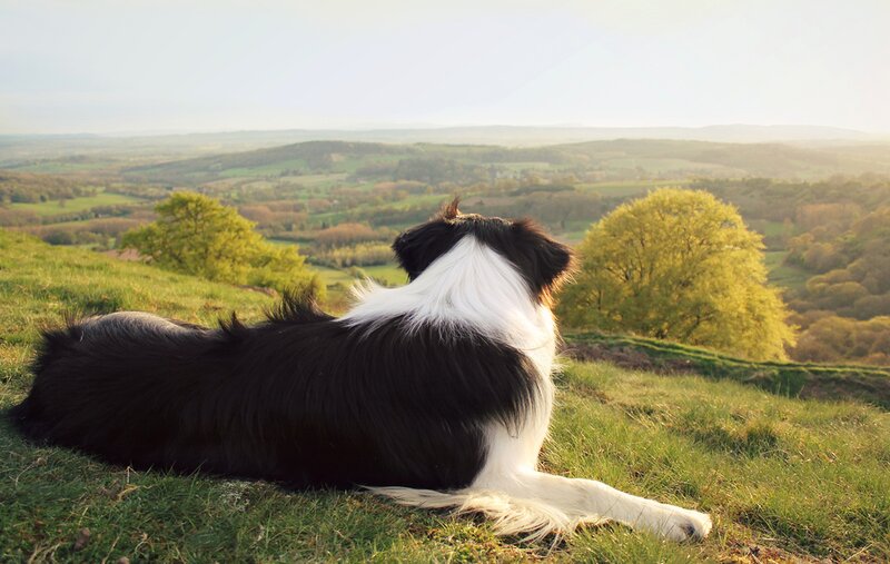 Border Collie Dog — Green, Serene, Afternoon, Photograph, Grass, Trees