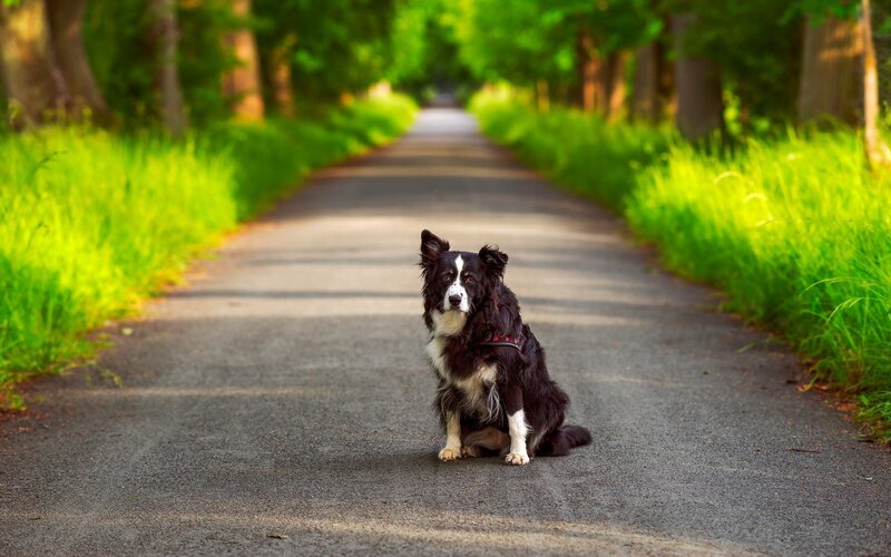 Border Collie Dog — Green, Serene, Afternoon, Photograph, Road