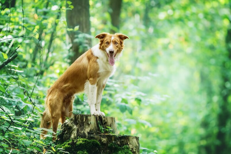 Border Collie Dog — Green, Serene, Afternoon, Photograph, Tree Stump
