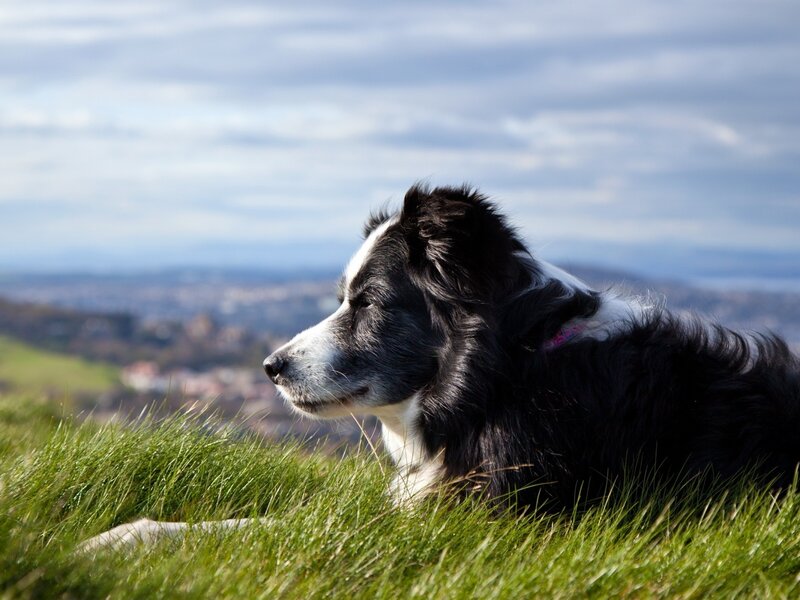 Border Collie Dog — Green, Serene, Afternoon